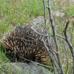 Tachyglossus aculeatus (Short-beaked Echidna) at Isaacs, ACT - 1 Nov 2016 by Mike