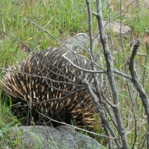 Tachyglossus aculeatus at Isaacs, ACT - 1 Nov 2016 02:24 PM