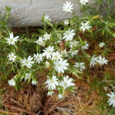 Stellaria pungens (Prickly Starwort) at Jerrabomberra, ACT - 31 Oct 2016 by Mike