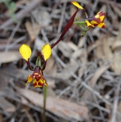 Diuris semilunulata (Late Leopard Orchid) at Farrer Ridge - 29 Oct 2016 by galah681