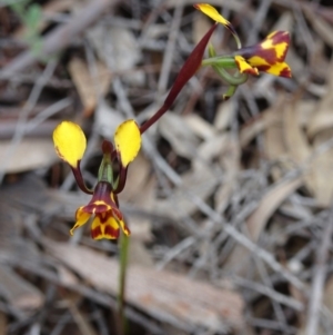 Diuris semilunulata at Farrer Ridge - suppressed