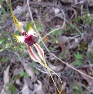 Caladenia atrovespa at Farrer Ridge - suppressed