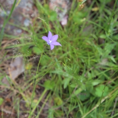 Wahlenbergia stricta subsp. stricta (Tall Bluebell) at Bruce, ACT - 30 Oct 2016 by ibaird