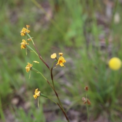 Diuris nigromontana (Black Mountain Leopard Orchid) at Bruce Ridge to Gossan Hill - 30 Oct 2016 by ibaird