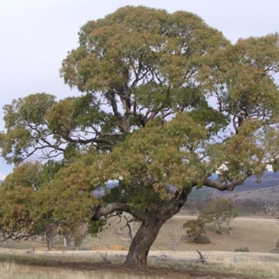 Eucalyptus bridgesiana (Apple Box) at Belconnen, ACT - 13 Jul 2008 by MatthewFrawley