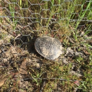 Chelodina longicollis at Gungahlin, ACT - 2 Nov 2016 09:26 AM