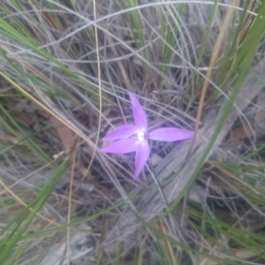 Glossodia major at Undefined Area - suppressed