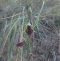 Calochilus platychilus (Purple Beard Orchid) at Point 4855 - 1 Nov 2016 by gregbaines