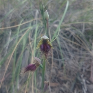 Calochilus platychilus at Undefined Area - suppressed