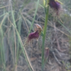 Calochilus platychilus at Undefined Area - suppressed