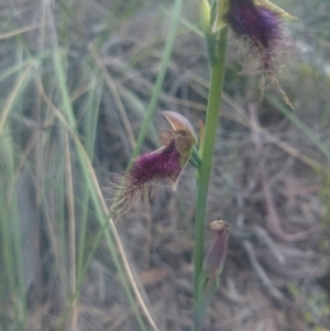 Calochilus platychilus at Undefined Area - suppressed