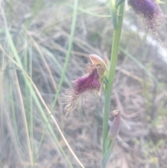 Calochilus platychilus at Undefined Area - suppressed