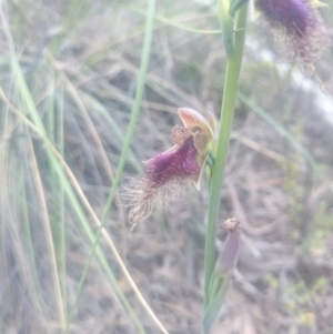 Calochilus platychilus at Undefined Area - suppressed