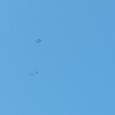 Aquila audax (Wedge-tailed Eagle) at Belconnen, ACT - 2 Jan 2016 by RichardMilner