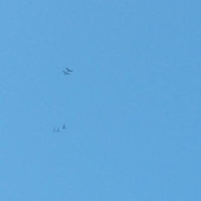 Aquila audax (Wedge-tailed Eagle) at Molonglo River Reserve - 1 Jan 2016 by RichardMilner