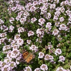 Vanessa kershawi (Australian Painted Lady) at ANU Baldessin Precinct - 1 Nov 2016 by TimYiu