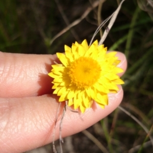 Leucochrysum albicans subsp. albicans at Acton, ACT - 1 Nov 2016 10:18 AM