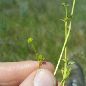 Ranunculus pumilio var. pumilio at Molonglo River Reserve - 2 Nov 2016