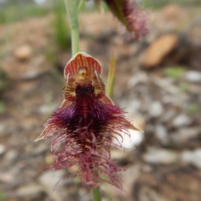 Calochilus platychilus (Purple Beard Orchid) at Aranda, ACT - 1 Nov 2016 by CathB