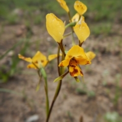 Diuris nigromontana (Black Mountain Leopard Orchid) at Aranda, ACT - 1 Nov 2016 by CathB