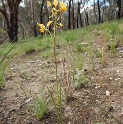 Diuris nigromontana at Point 3852 - suppressed