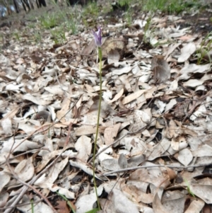 Glossodia major at Point 3852 - suppressed