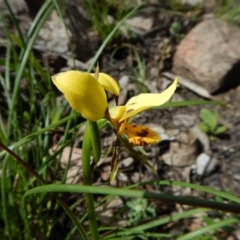 Diuris sulphurea (Tiger Orchid) at Aranda, ACT - 1 Nov 2016 by CathB