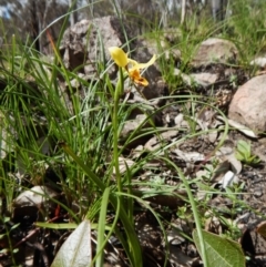 Diuris sulphurea at Point 3852 - suppressed