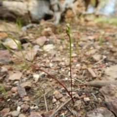 Caleana minor (Small Duck Orchid) at Aranda, ACT - 1 Nov 2016 by CathB