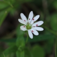 Stellaria flaccida at Bournda Environment Education Centre - 13 Oct 2016 by KerryVance