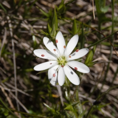 Stellaria pungens (Prickly Starwort) at Gungahlin, ACT - 2 Nov 2016 by CedricBear