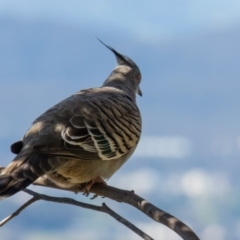 Ocyphaps lophotes (Crested Pigeon) at Gungahlin, ACT - 1 Nov 2016 by CedricBear