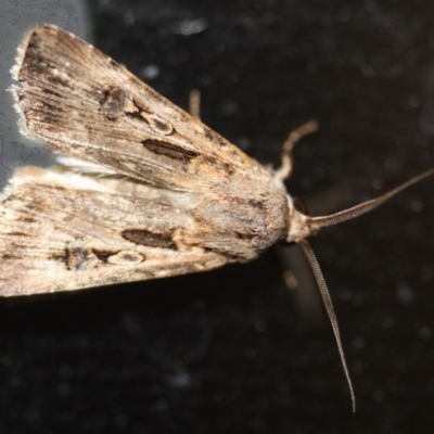 Agrotis munda (Brown Cutworm) at Tathra Public School - 10 Oct 2013 by KerryVance