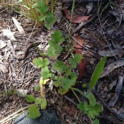 Erodium sp. (A Storksbill) at Mount Ainslie to Black Mountain - 2 Nov 2016 by TimYiu