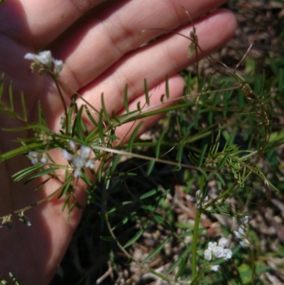 Vicia hirsuta (Hairy Vetch) at Mount Ainslie to Black Mountain - 2 Nov 2016 by TimYiu