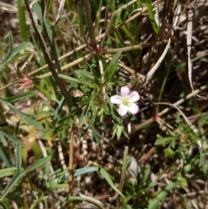 Geranium sp. at Acton, ACT - 2 Nov 2016 01:23 PM