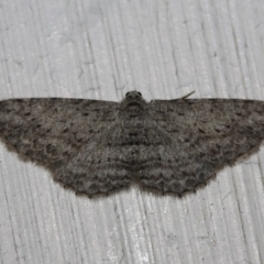 Psilosticha absorpta (Fine-waved Bark Moth) at Tathra Public School - 10 Oct 2013 by KerryVance