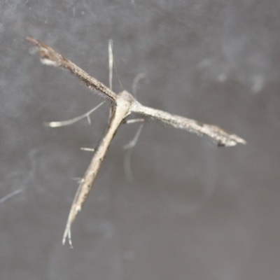 Pterophoridae (family) (A Plume Moth) at Tathra, NSW - 23 Apr 2014 by KerryVance