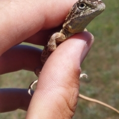 Tympanocryptis lineata (Canberra Grassland Earless Dragon, Lined Earless Dragon) by NickWilson