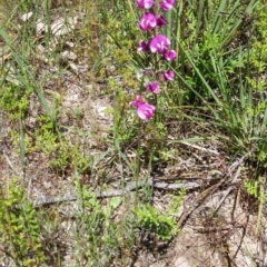 Swainsona recta (Small Purple Pea) at Aranda, ACT - 2 Nov 2016 by NickWilson