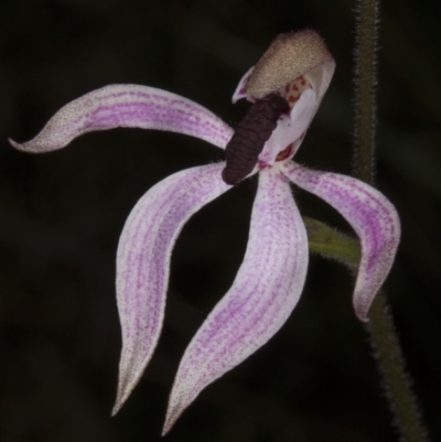 Caladenia congesta (Pink Caps) at Acton, ACT - 2 Nov 2016 by DerekC