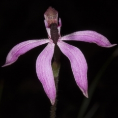 Caladenia congesta (Pink Caps) at Acton, ACT - 2 Nov 2016 by DerekC