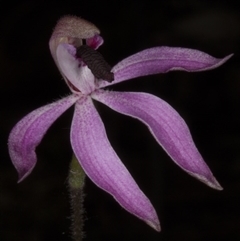 Caladenia congesta at Point 38 - suppressed