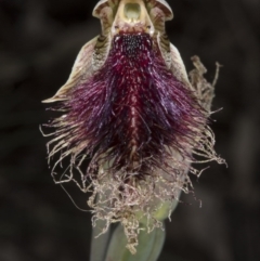 Calochilus platychilus (Purple Beard Orchid) at Bruce, ACT - 2 Nov 2016 by DerekC