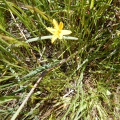 Hypoxis hygrometrica var. villosisepala (Golden Weather-grass) at Cook, ACT - 2 Nov 2016 by MichaelMulvaney