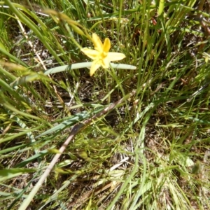 Hypoxis hygrometrica var. villosisepala at Cook, ACT - 2 Nov 2016 03:01 PM