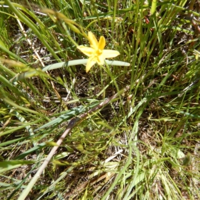 Hypoxis hygrometrica var. villosisepala (Golden Weather-grass) at Cook, ACT - 2 Nov 2016 by MichaelMulvaney