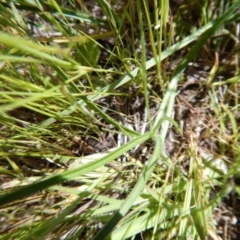 Hypoxis hygrometrica var. villosisepala at Cook, ACT - 2 Nov 2016 03:01 PM