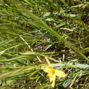 Hypoxis hygrometrica var. villosisepala at Cook, ACT - 2 Nov 2016 03:01 PM