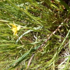 Hypoxis hygrometrica var. villosisepala at Cook, ACT - 2 Nov 2016 03:01 PM